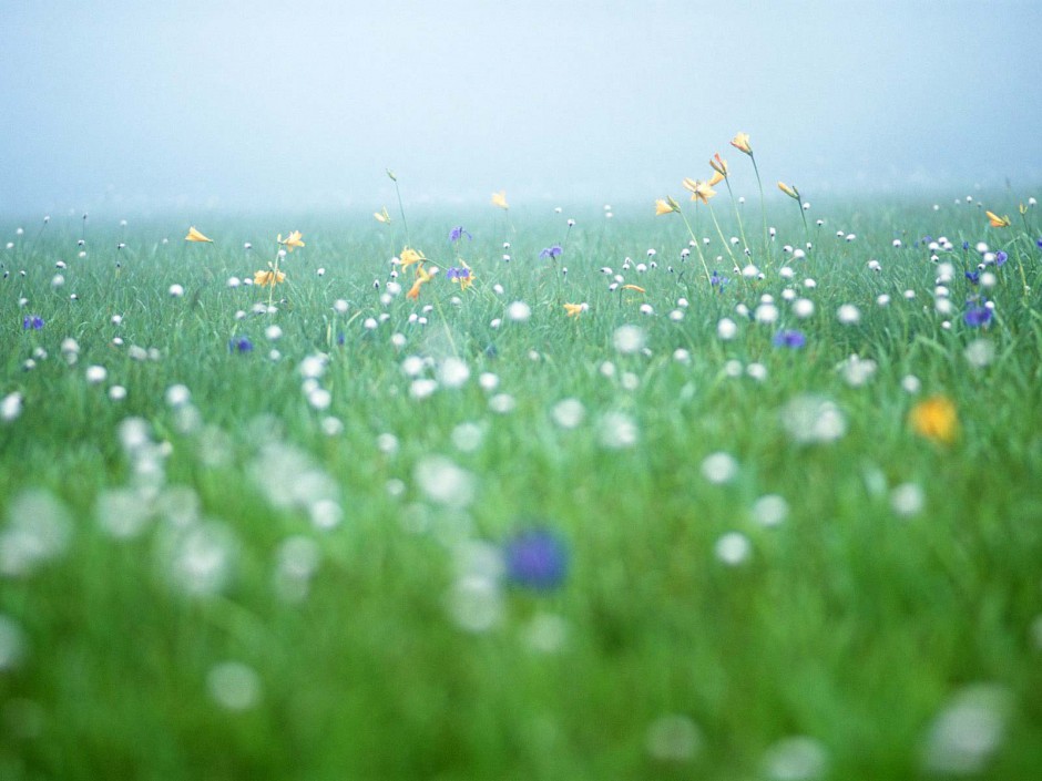 田园鲜花美景风光图片壁纸