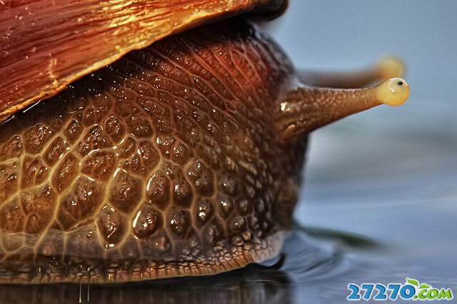 高清蜗牛唯美生活欣赏