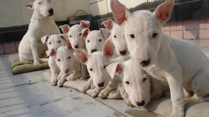 个性活跃的牛头梗犬高清图片