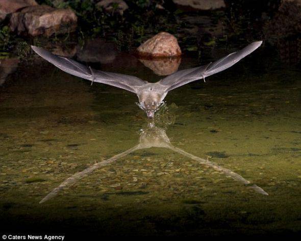 美国摄影师拍饥饿蝙蝠黑夜捕食蝎子瞬间