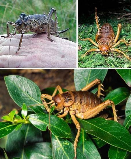 全球10大巨型昆虫盘点 史前蜈蚣虫体宽2米多