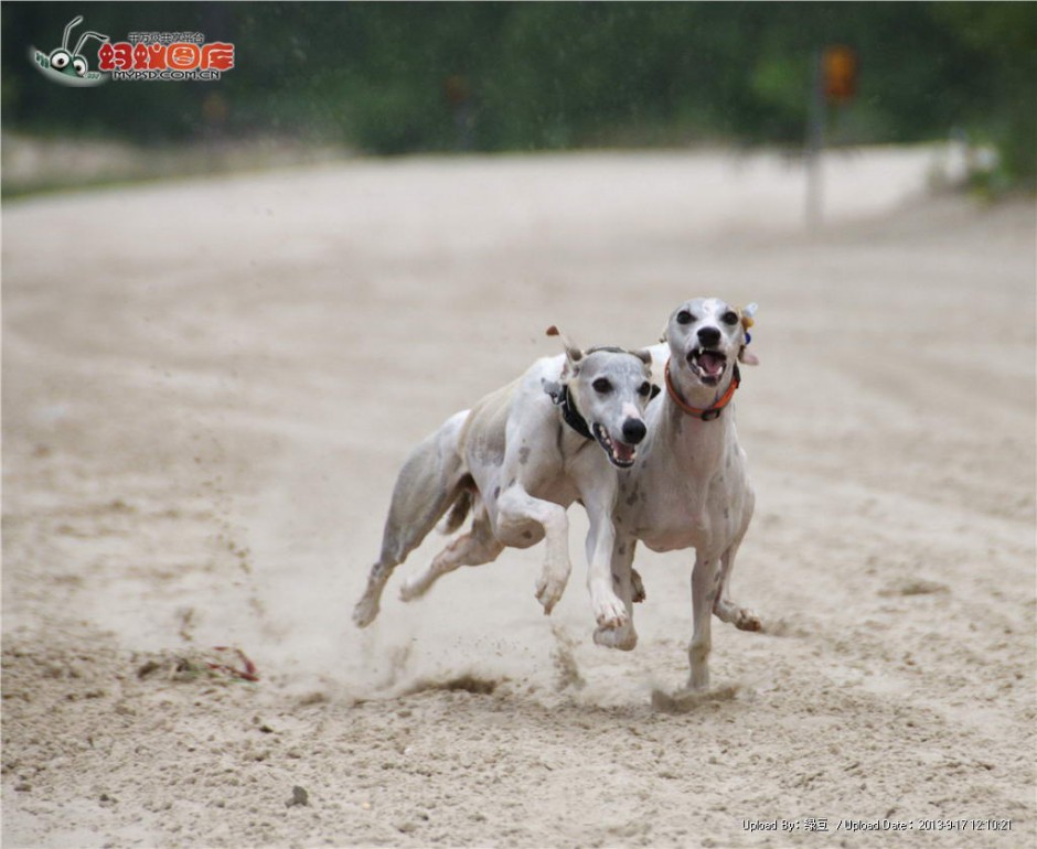 惠比特犬沙场赛跑图片