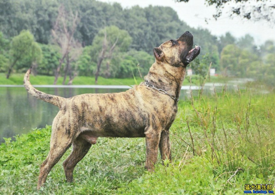 强悍加纳利犬凶猛霸气特写图片