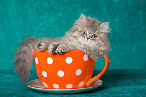 茶杯猫慵懒姿态图片大全