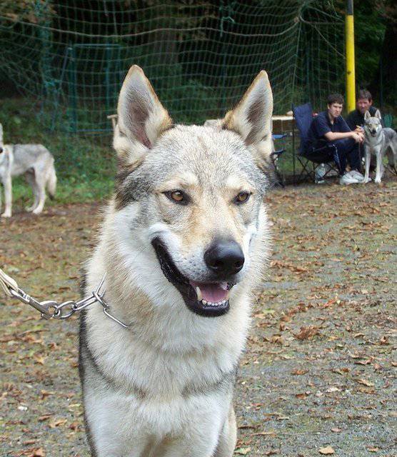 凶猛霸气的捷克狼犬图片