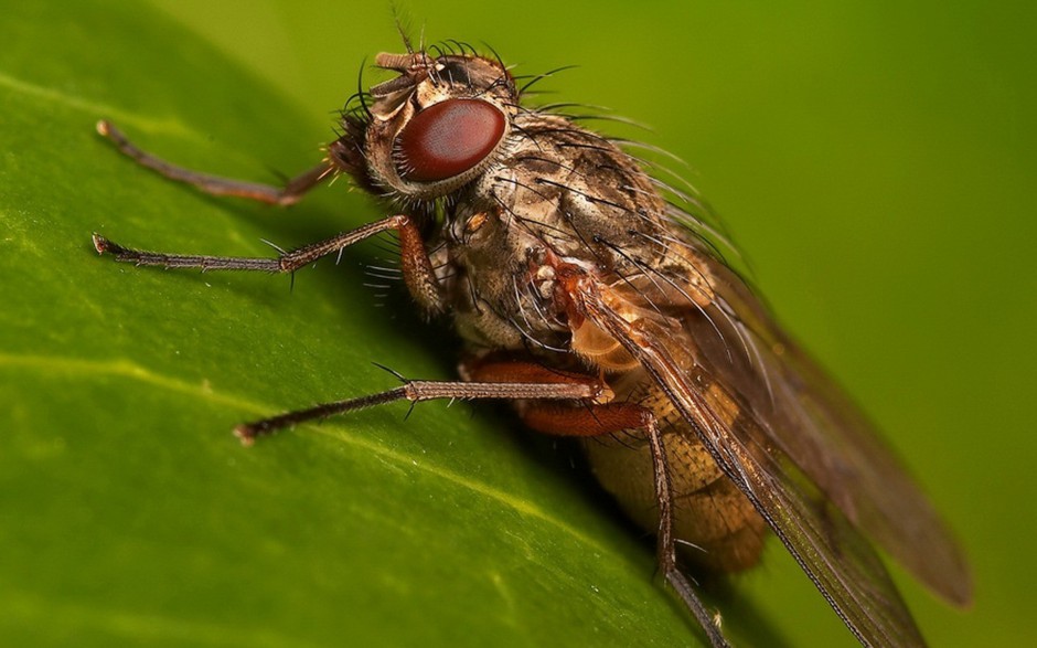 恋爱中的苍蝇精美图片