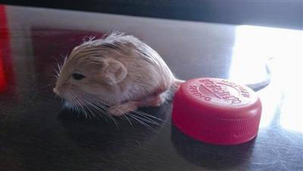 我国发现世界最小稀有跳鼠:1元硬币重