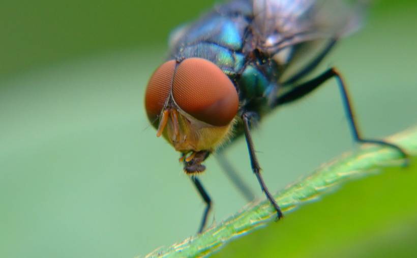 小昆虫苍蝇高清图片