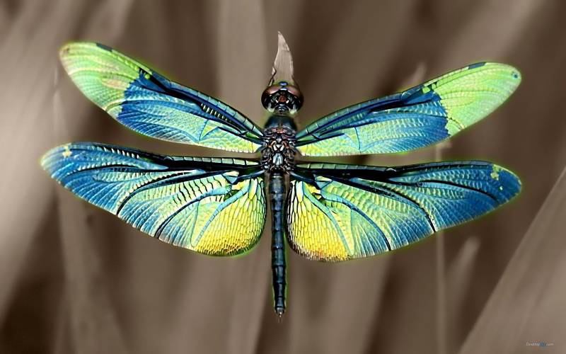 轻盈优雅的蜻蜓高清组图