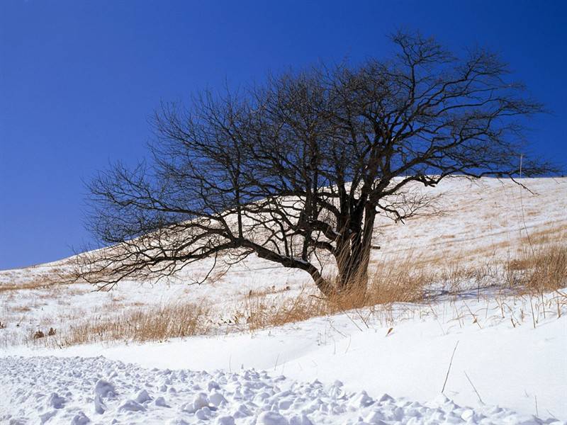 冬季郊区山雪美景图片