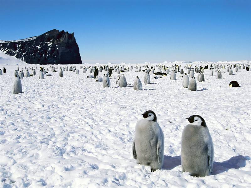 企鹅小鸟野生动物图片合集