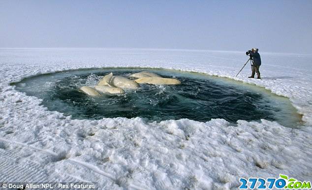 冰冻极地罕见画面：豹海豹杀害企鹅