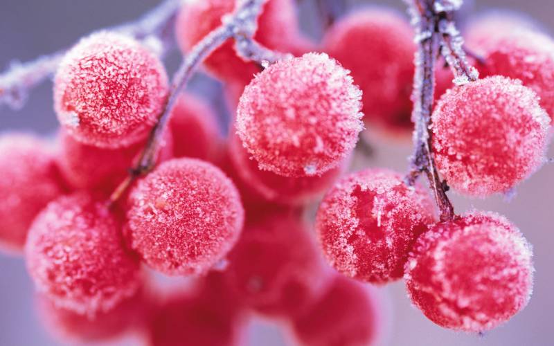 冬季里的野果霜花唯美水果图片