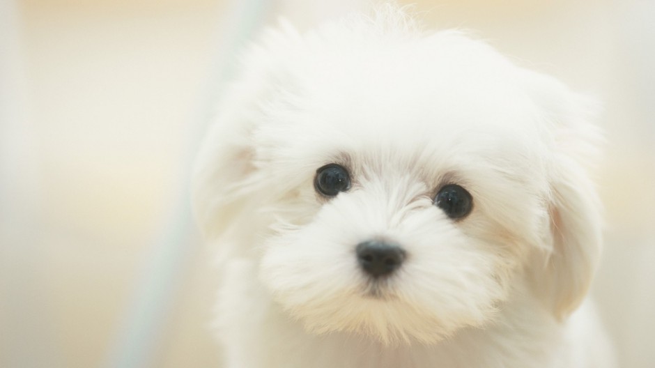 可爱狗狗纯白比熊图片