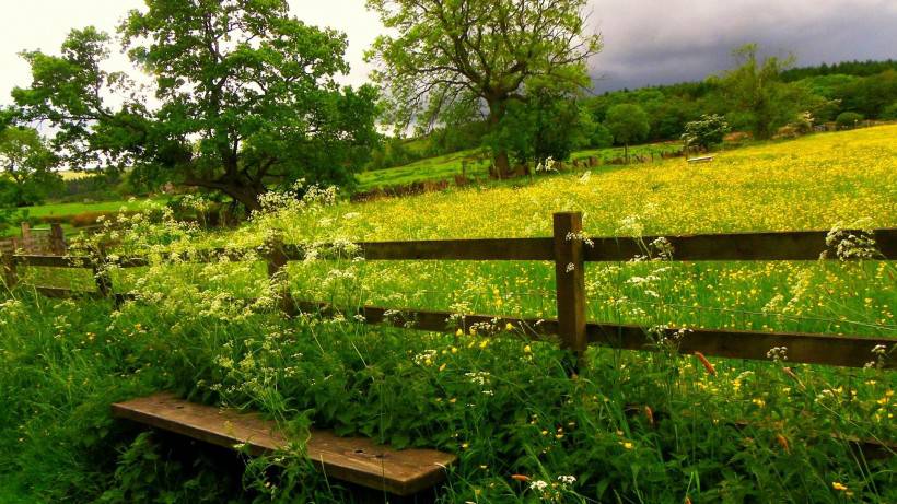 唯美花海风景图片高清壁纸精选