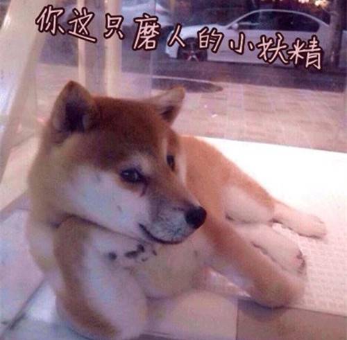 创意搞笑动物文字图片精选