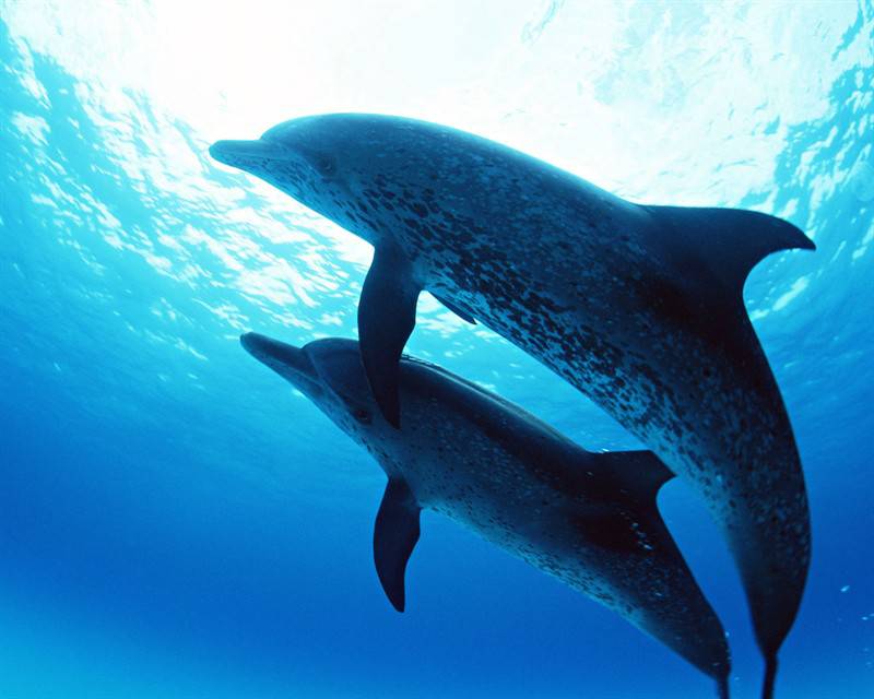 海洋生物海豚高清图片特写