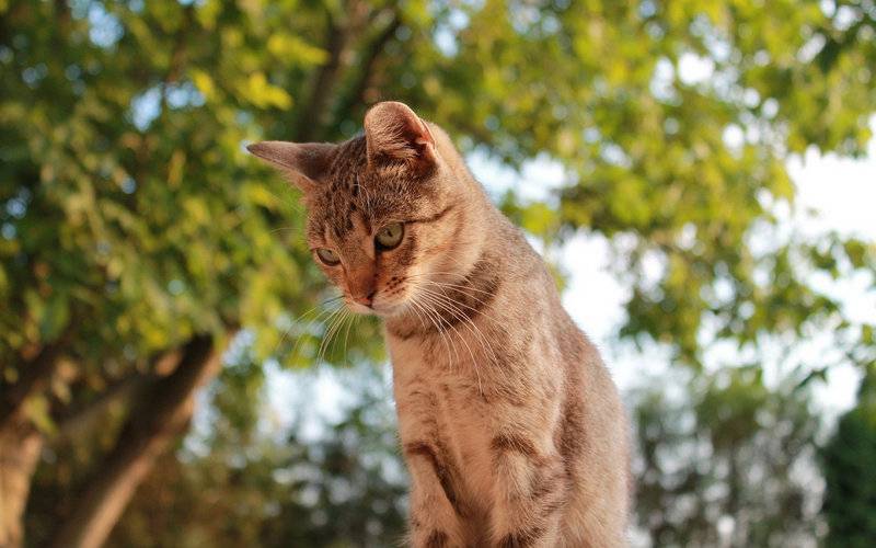 懒样可爱小猫咪高清图片