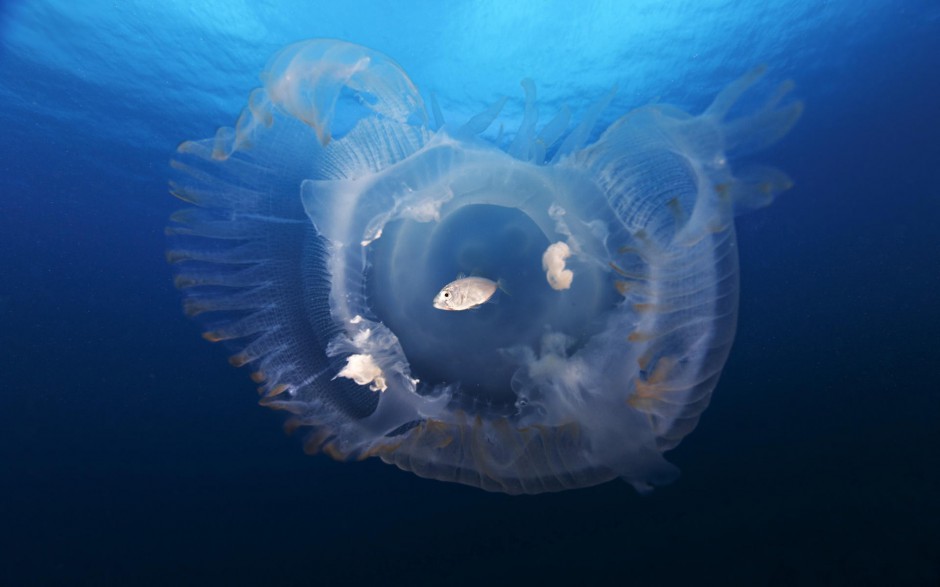 妙曼多彩的微生物水母高清图片