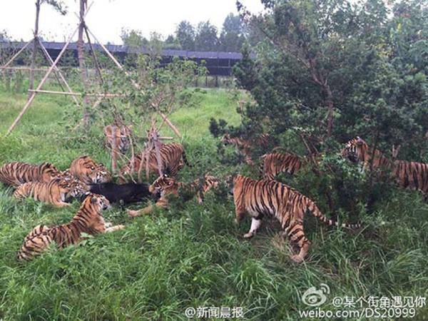 上海野生动物园猛虎围攻咬死黑熊