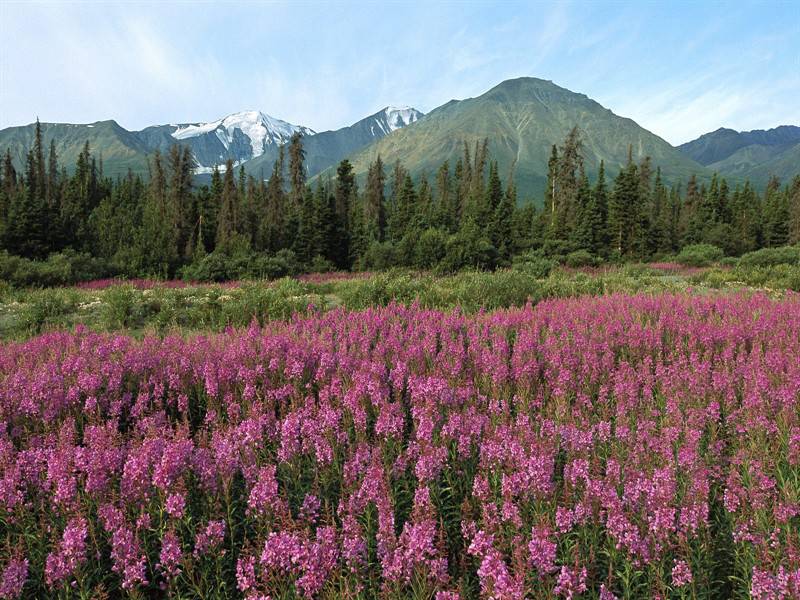 山水花卉自然风光组图