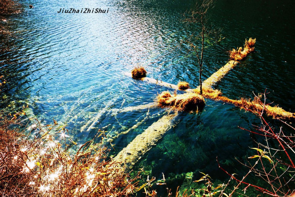 梦幻九寨沟水中森林