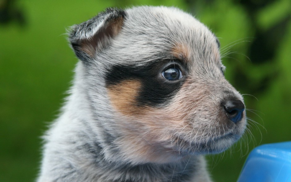 宠物狗狗澳洲牧牛犬图片集锦