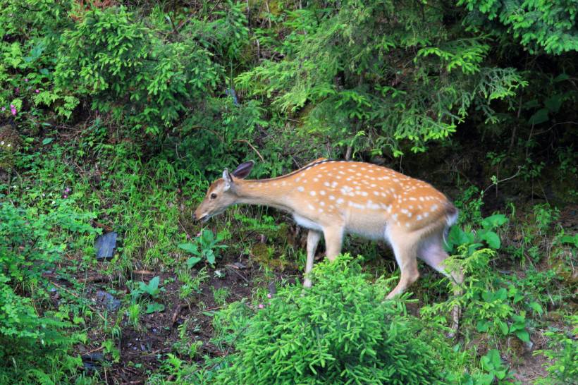梅花鹿图片唯美森林动物壁纸