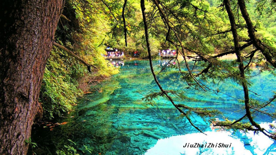 梦幻九寨沟水中森林