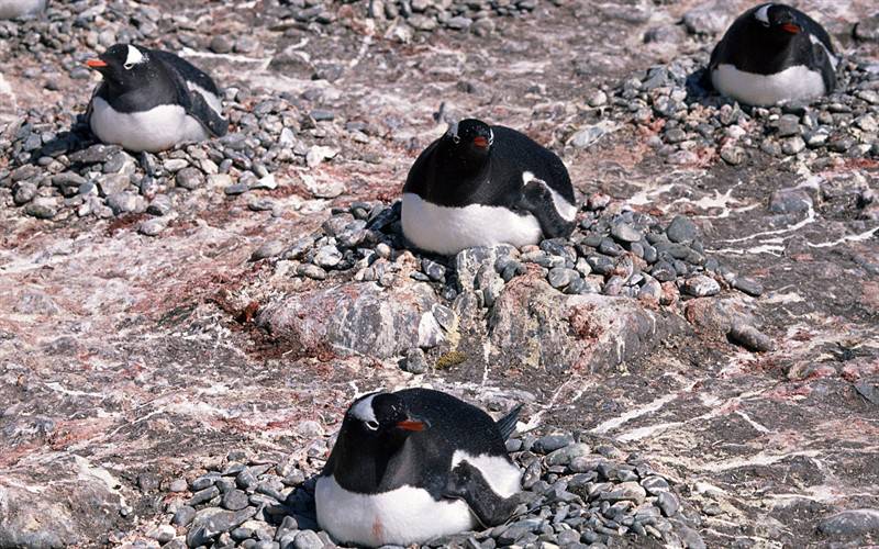 高清南极企鹅动物图片