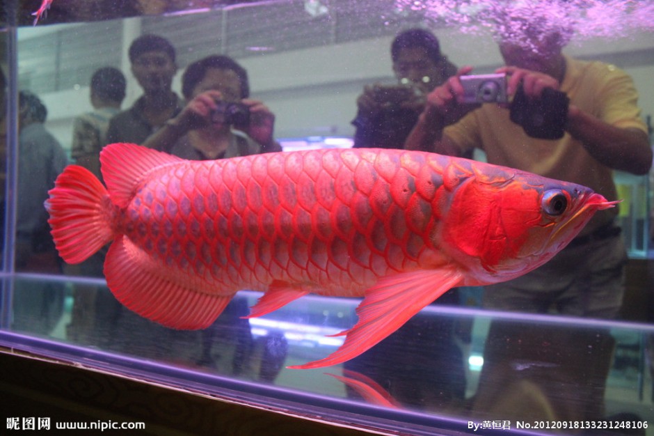 最贵红龙鱼供人观赏图片
