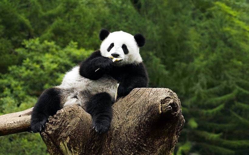 国家一级保护动物熊猫天然呆美图