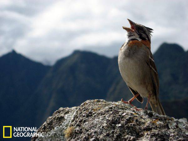 世界各地美丽鸟类：北美歌雀一展歌喉