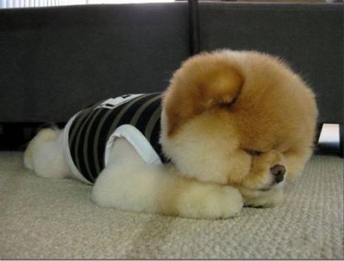 可爱小博美犬汪星人卖萌图片