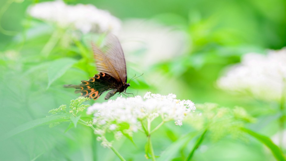 精美彩色蝴蝶高清图片欣赏