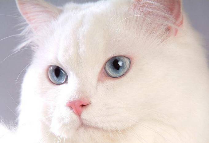 蓝眼白猫波丝猫萌翻众人
