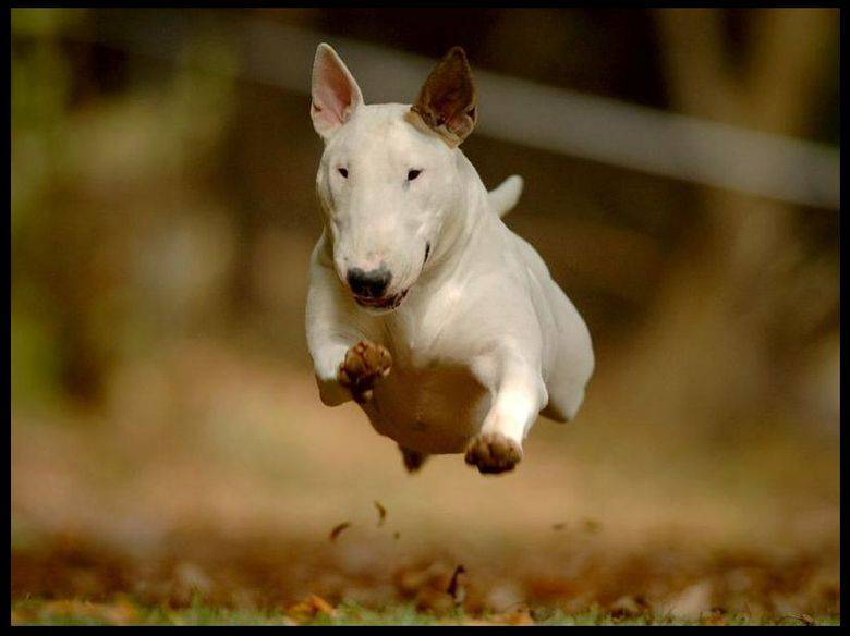 丑萌搞怪的纯种牛头梗犬图片