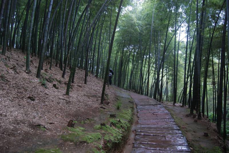 美丽的竹海高清风景壁纸