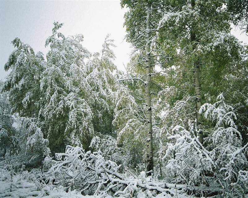 冰雪覆盖的高山树木图片