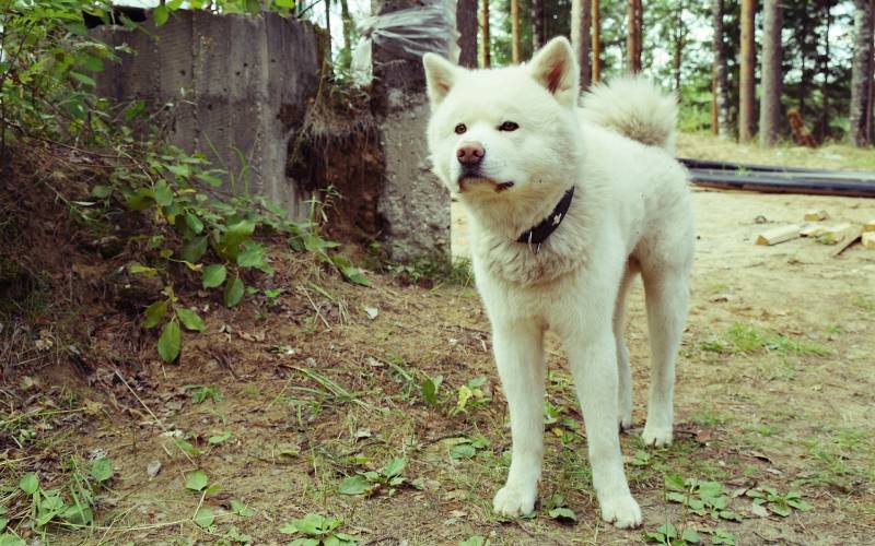 秋田犬嬉戏玩耍可爱高清桌面动物壁纸