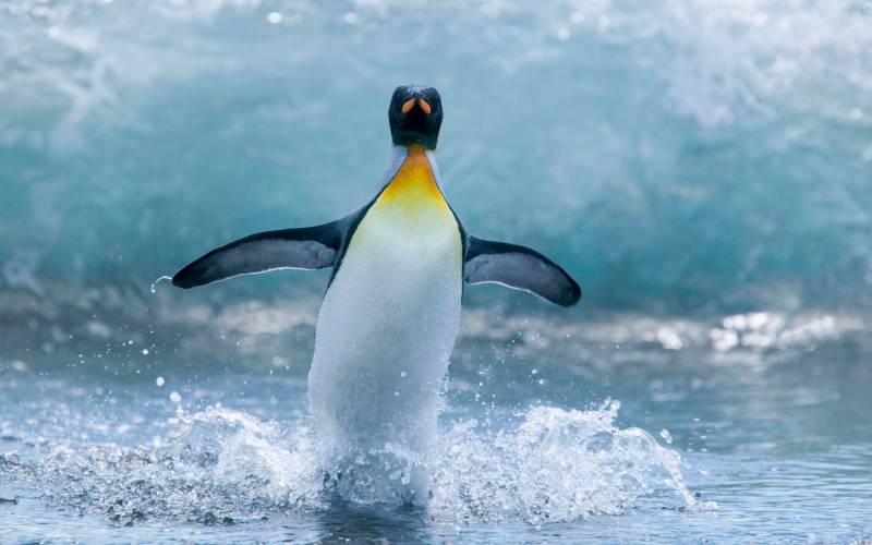 一摇一摆可爱的企鹅图片