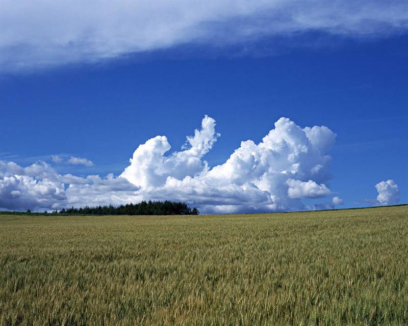蓝天白云下一望无际的麦田美景