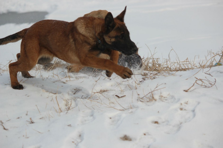 在雪地奔跑的比利时马犬图片