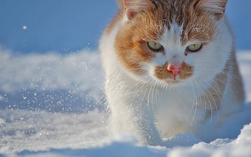 雪地里可爱的猫咪高清桌面壁纸