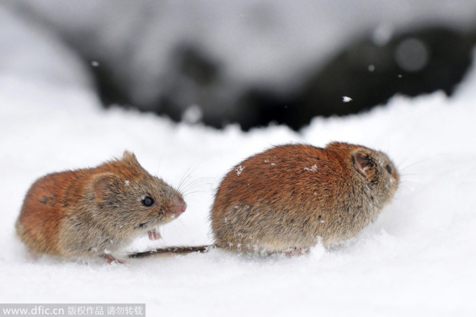雪地中的田鼠图片大图