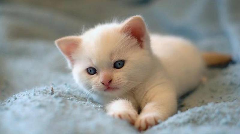 惹人喜爱的萌宠猫咪高清图片