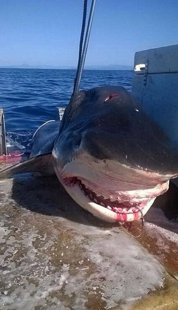 一条6米长虎鲨尸体被发现