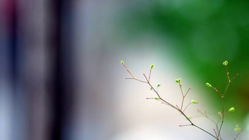 绿色的嫩芽高清植物壁纸