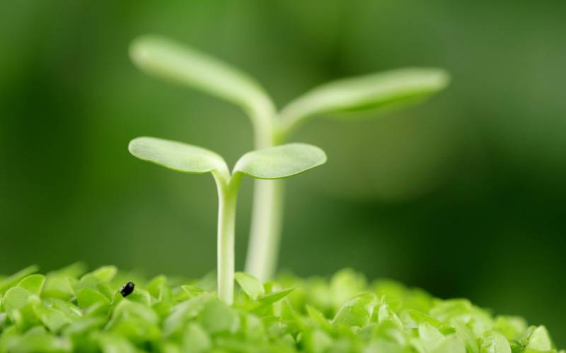 绿色护眼植物小芽电脑壁纸