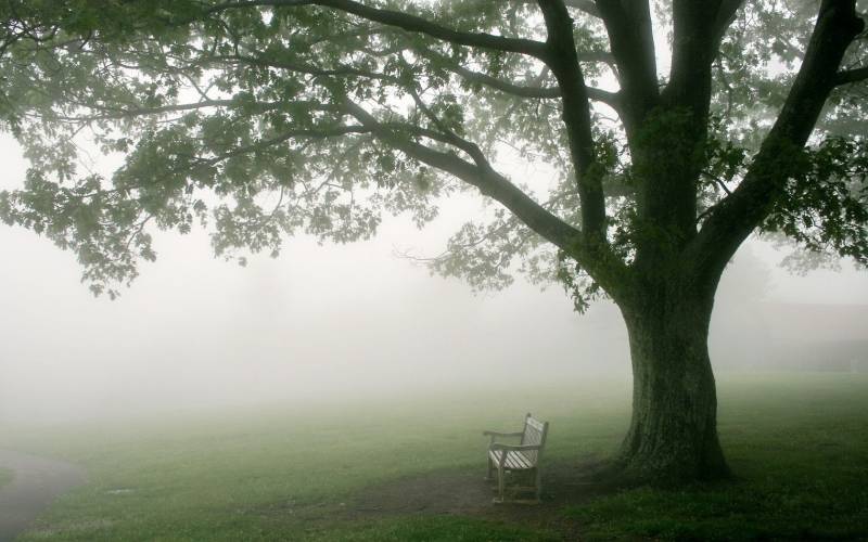云雾缭绕的美丽树林风景